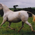 Garbosa II (RC)/Interagro Lusitanos
