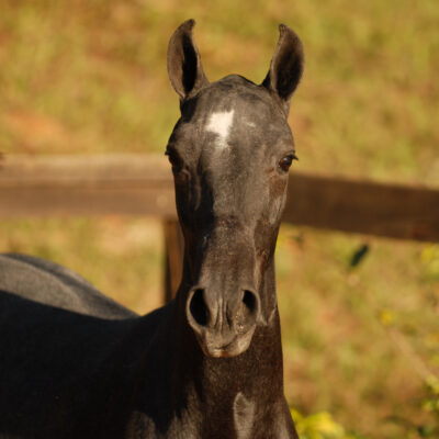 Lote 07a - Cantiga Interagro