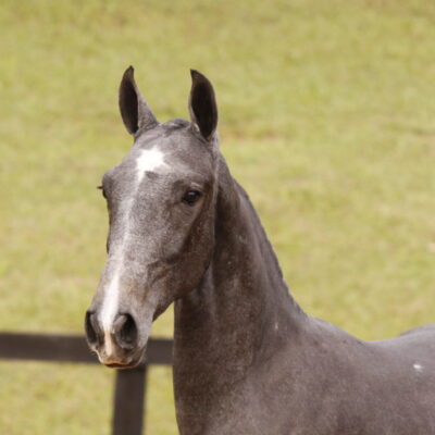 Lote 02b - Eclipse Interagro