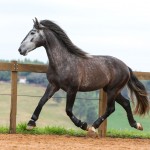 Jackpot Interagro/Foto: TUPA