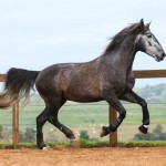 Jackpot Interagro/Foto: TUPA