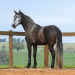 Jackpot Interagro/Foto: TUPA