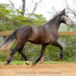 Jackpot Interagro/Interagro Lusitanos