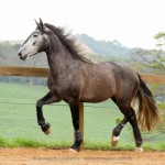 Jackpot Interagro/Interagro Lusitanos