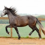 Jackpot Interagro/Interagro Lusitanos