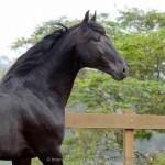 Juarez Interagro/Interagro Lusitanos