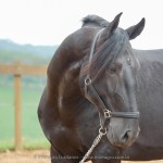 Juarez Interagro/Interagro Lusitanos