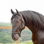 Juarez Interagro/Interagro Lusitanos