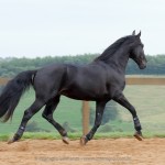 Juarez Interagro/Interagro Lusitanos