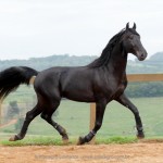 Juarez Interagro/Interagro Lusitanos