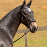 Nephew Interagro - potro Puro Sangue Lusitano oferecido no XVII Leilão de Potros Interagro dia 02/09/2017 em Itapira-SP
