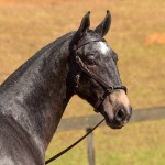 Nephew Interagro - potro Puro Sangue Lusitano oferecido no XVII Leilão de Potros Interagro dia 02/09/2017 em Itapira-SP