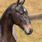 Notário Interagro - potro Lusitano à venda no XVII Leilão de Potros Interagro dia 02/09/2017 em Itapira - SP Foto: TUPA