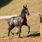 Nabuco II Interagro - potro oferecido no XVII Leilão de Potros Interagro/Foto: TUPA