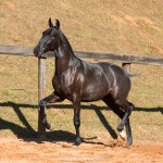 Nabuco II Interagro - potro oferecido no XVII Leilão de Potros Interagro/Foto: TUPA