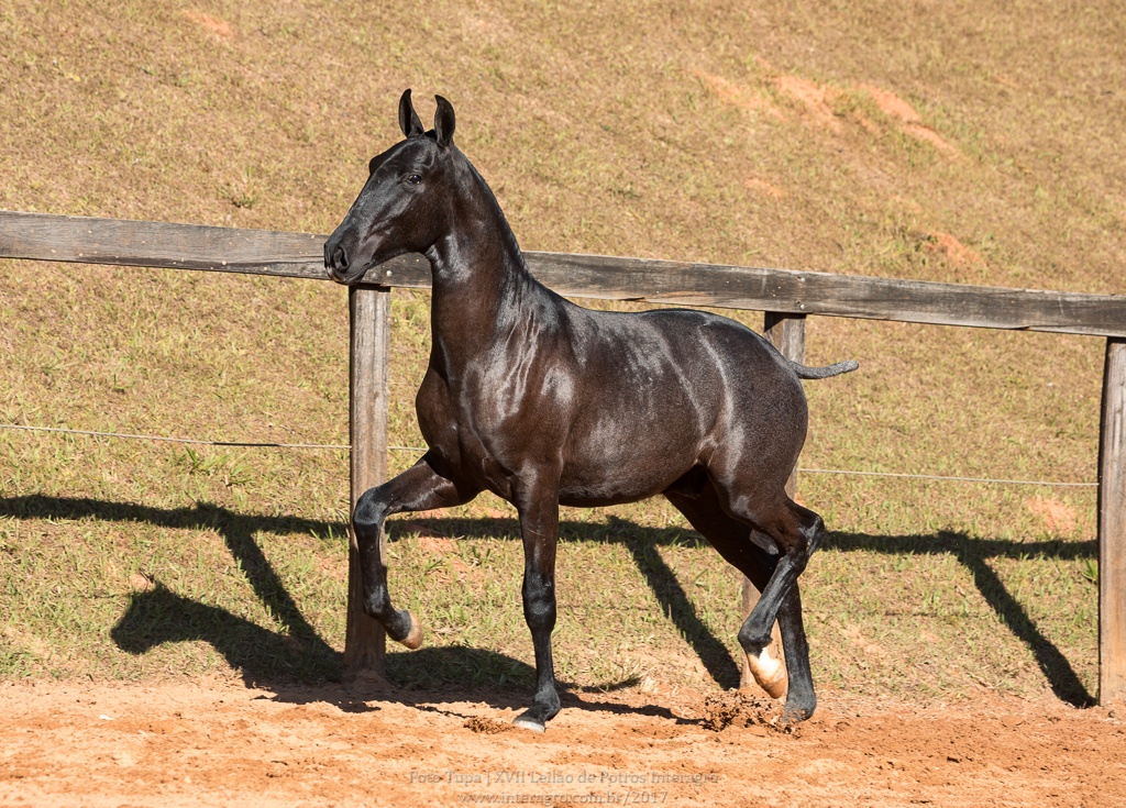 Nabuco II Interagro - potro oferecido no XVII Leilão de Potros Interagro/Foto: TUPA