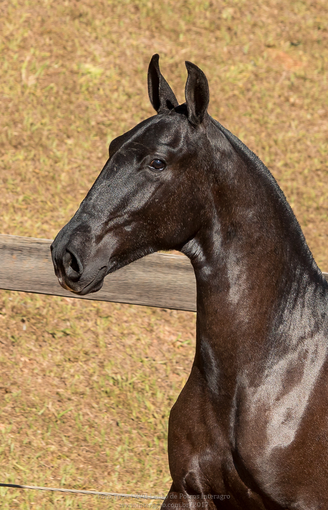 Nabuco II Interagro - potro oferecido no XVII Leilão de Potros Interagro/Foto: TUPA