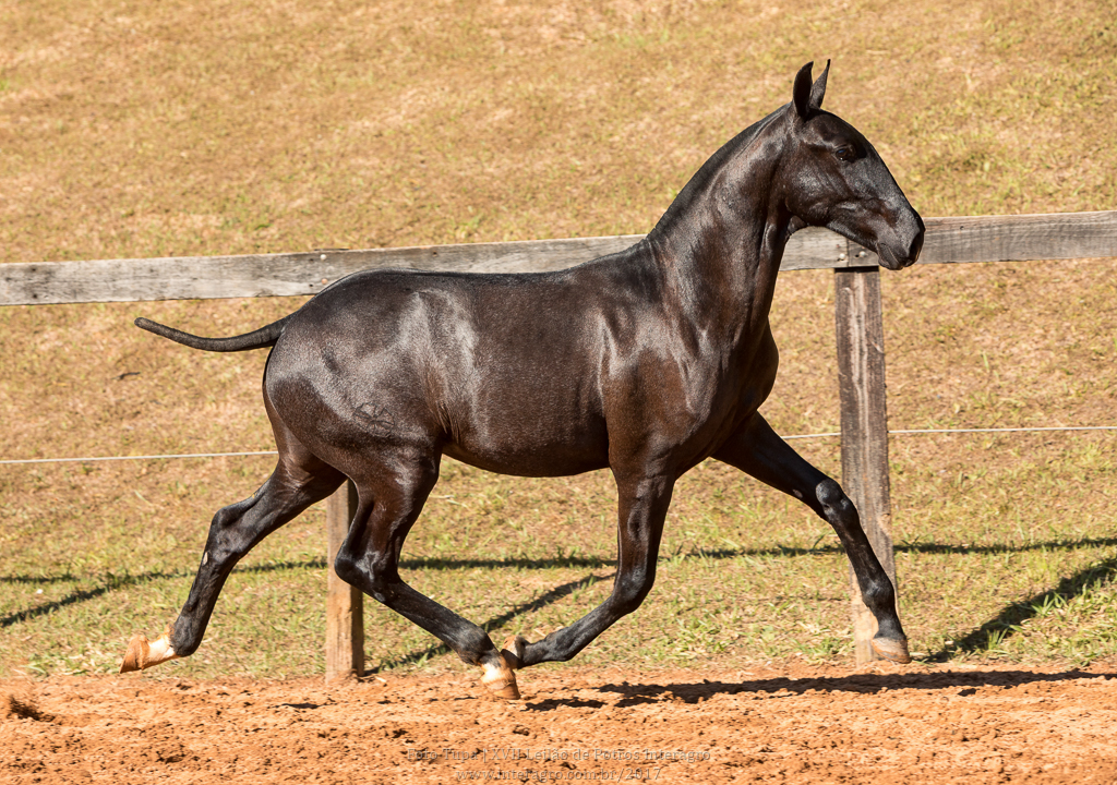 Nabuco II Interagro - potro oferecido no XVII Leilão de Potros Interagro/Foto: TUPA