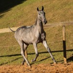 Napeiro Interagro- potro Puro Sangue Lusitano oferecido no XVII Leilão de Potros Interagro dia 02/09/2017 em Itapira-SP