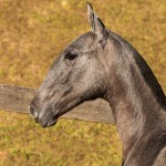 Napeiro Interagro- potro Puro Sangue Lusitano oferecido no XVII Leilão de Potros Interagro dia 02/09/2017 em Itapira-SP