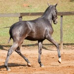 Nephew Interagro - potro oferecido no XVII Leilão de Potros Interagro/Interagro Lusitanos