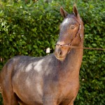 Nephew Interagro - potro oferecido no XVII Leilão de Potros Interagro/Interagro Lusitanos