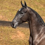 Nepote Interagro - potro Puro Sangue Lusitano à venda no XVII Leilão de Potros Interagro dia 02/09/2017 em Itapira-SP/Foto: TUPA
