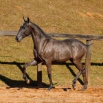 Nepote Interagro - potro Puro Sangue Lusitano à venda no XVII Leilão de Potros Interagro dia 02/09/2017 em Itapira-SP/Foto: TUPA