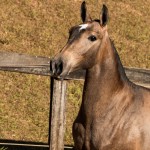 Nurse Interagro- potra oferecida no XVII Leilão de Potros Interagro/Foto TUPA