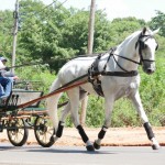 Homero Interagro/Interagro Lusitanos
