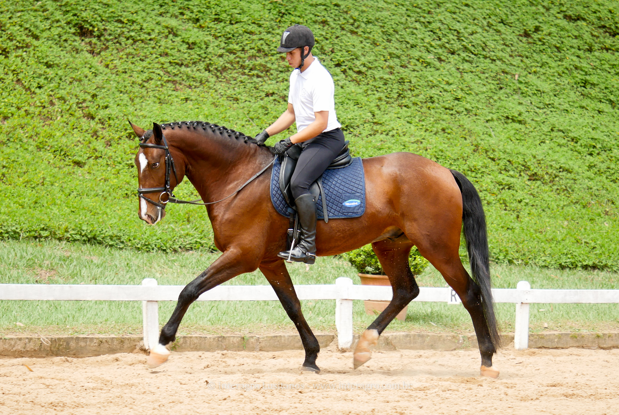 Hectar Interagro/Interagro Lusitanos