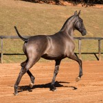 Navegador Interagro - potro baio oferecido no XVII Leilão de Potros Interagro - 02/09/2017/Foto: TUPA