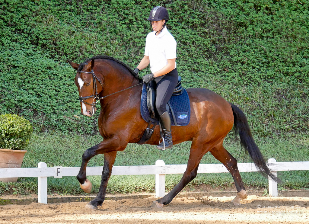 Alexandre Souza & Hectar Interagro/Interagro Lusitanos