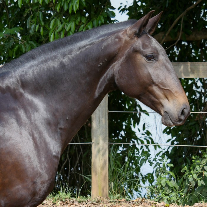 Hébrides Interagro/Interagro Lusitanos