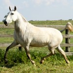 Hermínia Interagro/Interagro Lusitanos