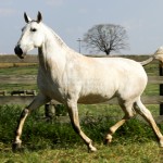 Hermínia Interagro/Interagro Lusitanos