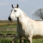 Hermínia Interagro/Interagro Lusitanos