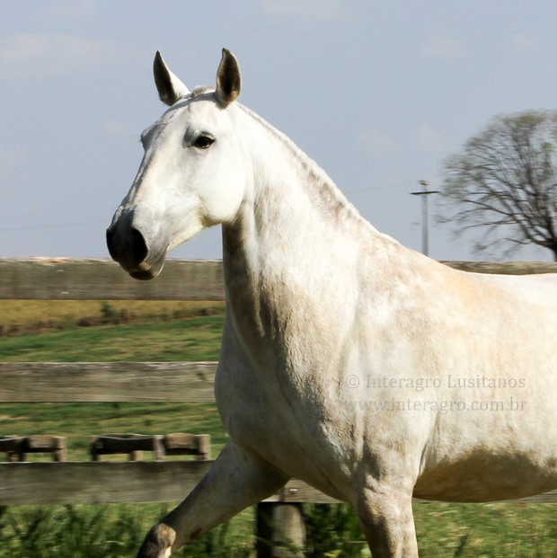 Hermínia Interagro/Interagro Lusitanos