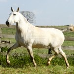 Hermínia Interagro/Interagro Lusitanos