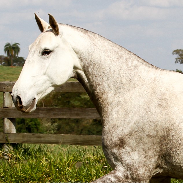 Hipoteca Interagro/Interagro Lusitanos