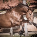 Jellicoe Interagro, Puro Sangue Lusitano alazão. Foto Fagner Almeida