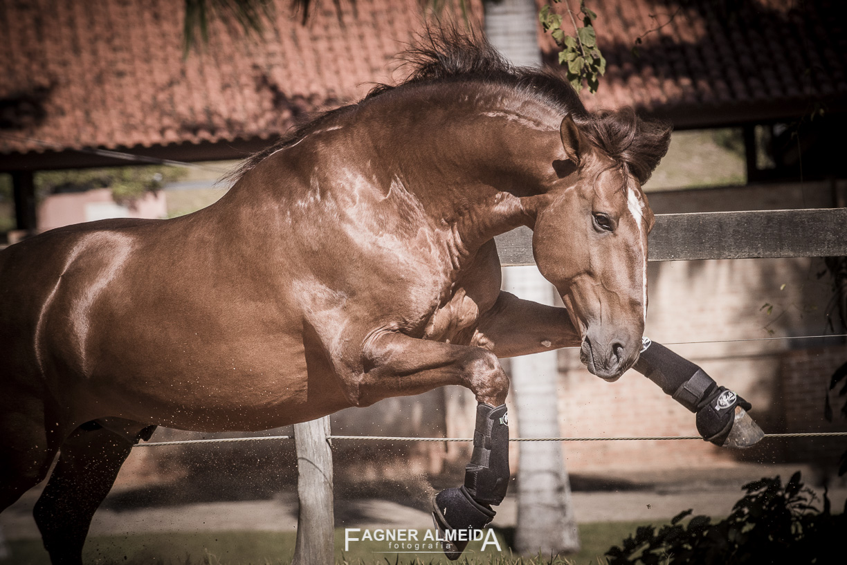 Jellicoe Interagro, Puro Sangue Lusitano alazão. Foto Fagner Almeida