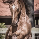 Jellicoe Interagro, Puro Sangue Lusitano alazão. Foto Fagner Almeida