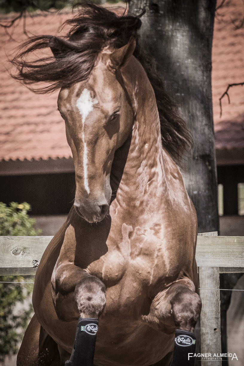 Jellicoe Interagro, Puro Sangue Lusitano alazão. Foto Fagner Almeida