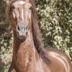 Jellicoe Interagro, Puro Sangue Lusitano alazão. Foto Fagner Almeida