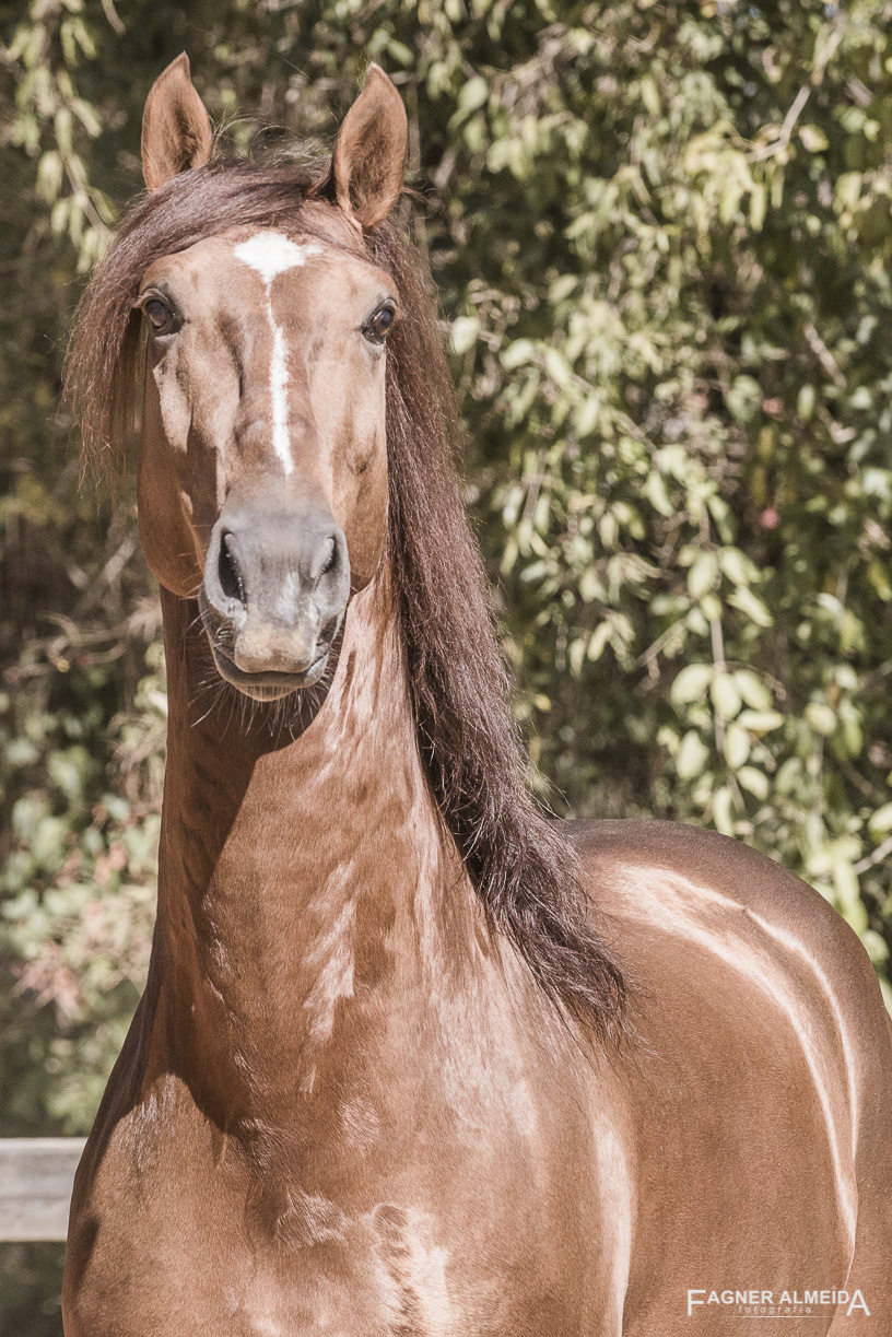 Jellicoe Interagro, Puro Sangue Lusitano alazão. Foto Fagner Almeida