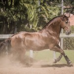 Jellicoe Interagro, Puro Sangue Lusitano alazão. Foto Fagner Almeida