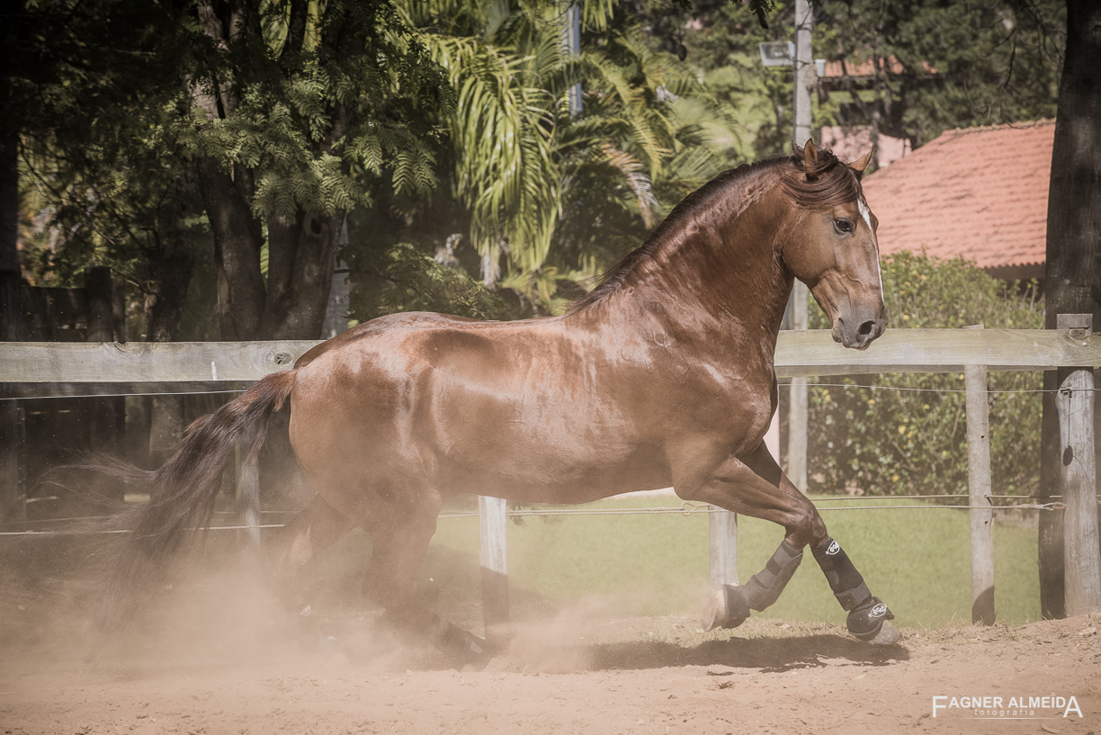 Jellicoe Interagro, Puro Sangue Lusitano alazão. Foto Fagner Almeida