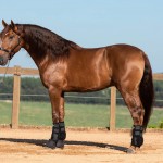 Jellicoe Interagro, Puro Sangue Lusitano alazão/TUPA