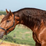 Jellicoe Interagro, Puro Sangue Lusitano alazão/TUPA